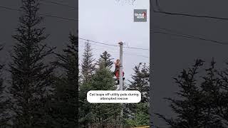 Daredevil cat leaps from utility pole during attempted rescue in Newfoundland 🐱 [upl. by Anekahs]