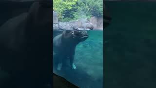 Hippo Tucker Sounding Off  Cincinnati Zoo shorts [upl. by Ainniz]