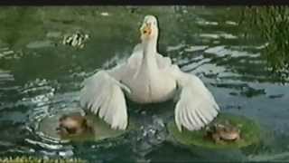 Aflac Rap Ad [upl. by Nawiat]