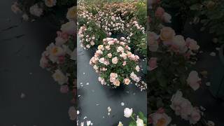 Beautiful Morning Roses  rosegardens flowers nature amazing [upl. by Wulfe]