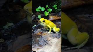 Phyllobates terribilis calling loud [upl. by Igal]