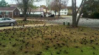 Massive Flock of Blackbirds Simultaneous Takeoff [upl. by Acinomaj]