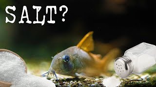 Treating Corydoras Catfish with SALT [upl. by Eimme718]