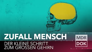 Zufall Mensch Der kleine Schritt zum großen Gehirn  MDR DOK [upl. by Smallman]