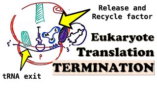 Eukaryotic Translation TERMINATION  Translation Termination Complex and Ribosome release factors [upl. by Nnylecyoj]