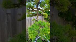 Slanted Larch Bonsai bonsai bonsaitree garden trees [upl. by Miranda]