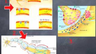 Orofacial Neuropathic Pain Mechanisms [upl. by Martinson]