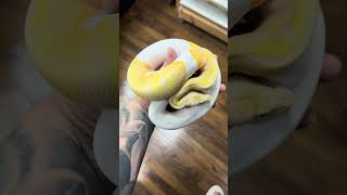 This albino pied is just GLOWING 🤩 reptiles ballpython fyp snake [upl. by Cousin]