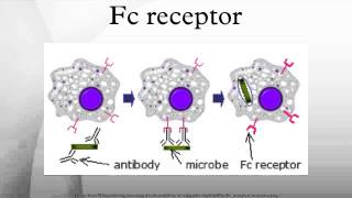 Fc receptor [upl. by Mena]