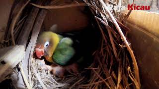 9 Hari Indukan amp Anak lovebird dalam GlodokLovebird at Glodok [upl. by Yrahk]