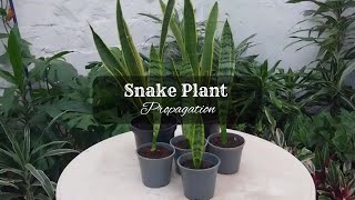 How to Propagate Snake Plant by Division  Snake Plant Propagation in Soil and Water  Sansevieria [upl. by Sihtam]