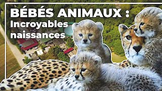 Bébés animaux  incroyables naissances [upl. by Ema]