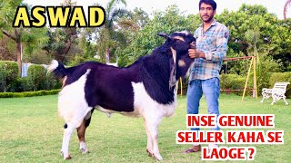 ASWAD Big Size Kota Bakra Inse Genuine Seller Kaha se Laoge [upl. by Aeuhsoj]