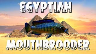 COOL NEW DWARF CICHLIDS  The Egyptian Mouthbrooder [upl. by Anerdna]