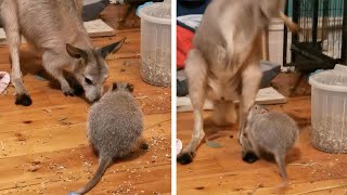 Cranky Bettong Tries To Fight With Kangaroos [upl. by Eylk]