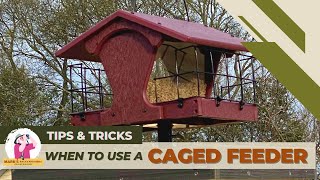 Why and When to Use Caged Feeders [upl. by Feinberg651]