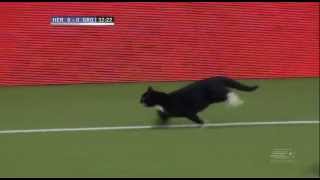 Gato invade o campo e faz a festa dos torcedores em jogo do Holandês [upl. by Mcmahon]