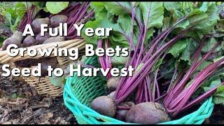 Seed to Harvest a Full Year of Growing Beets [upl. by Nidroj557]