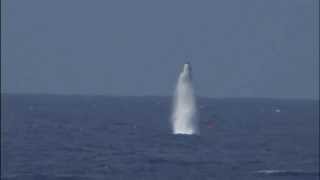 USS West Virginia testfiring Trident II SLBMs [upl. by Hgeilhsa]