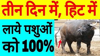 heat problem solution Dairy Farming in indiahindi urdusymptom of heat in cow and buffalohf cow [upl. by Runstadler909]