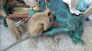 Hanuman monkey  Langur monkey  Langur hanuman  dear monkey [upl. by Sikes5]