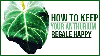 ANTHURIUM Regale Care Guide [upl. by Atoked110]