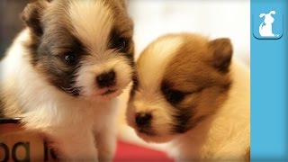 14 Day Old Pomeranian Puppies In Coffee Cup  Puppy Love [upl. by Shawn]