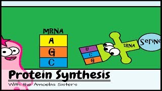 OLD VIDEO Protein Synthesis and the Lean Mean Ribosome Machines [upl. by Angid313]