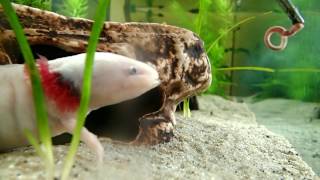 Axolotls Feeding on Earthworms Ambystoma mexicanum  Axolotl Fütterung [upl. by Kurtis]