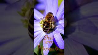 Love Bees Plant flowering plants to attract bees nature bee savebees flowers pollination [upl. by Eimaral]