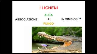 i licheni [upl. by Michigan]