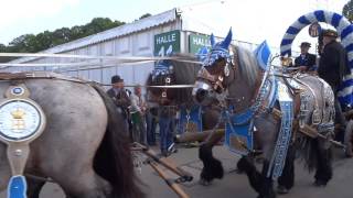 Oktoberfest München Traditions Brauereigespanne fahren zur Wiesn [upl. by Starla]