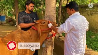 Impaction of rumen in cow l Tympany l Bloat l ग़ोबर का बंद l अफारा l Dr Umar Khan [upl. by Sturges]