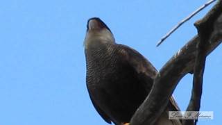 CARANCHO  Caracara plancus  AVES DE ARGENTINA [upl. by Kingston]