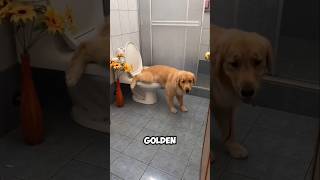 Meet the 3 friendliest dogs😍animals dog cute funny puppy [upl. by Sualkcin354]