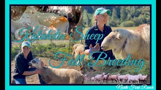 KATAHDIN SHEEP  FALL BREEDING SEASON [upl. by Tanitansy]