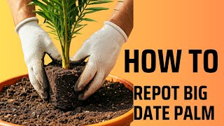 How to report date palm  Growing Palm in pot [upl. by Alohs]