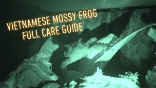 MOSSY FROG  Full Care Guide [upl. by Namas]