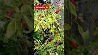 Tobe lonka gach er porichorjachilli plant ytshort shorts chilli garden [upl. by Nnylsia]