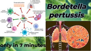 Bordetella microbiology lecture  Bordetella pertussis Easy Microbiology [upl. by Lizabeth]