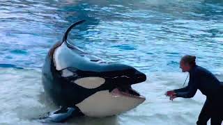 Orca encounter full show Seaworld Orlando 2024 viral video viralvideo youtube [upl. by Reinnej646]