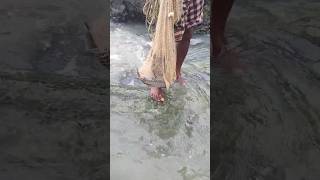 Kalanchi fish 😱🥱😱🐟 shorts big fish viralvideo youtube youtubevideo shortvideo viralvideo [upl. by Lerrad392]