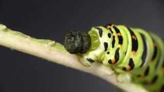 Caterpillar of Common Yellow Swallowtail Dropping a Poop キアゲハ終齢幼虫の排便 [upl. by Utas]