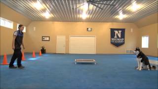 Paxson Siberian Husky Dog Training Demonstration Minneapolis [upl. by Elfie]