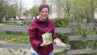 Karotten Samen säen🥕 im DOM Garten mit Daniela zum Nachmachen🙂 [upl. by Ednutey]