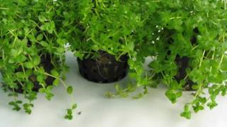 Micranthemum umbrosum  Carpet Aquarium Plant [upl. by Arawaj]