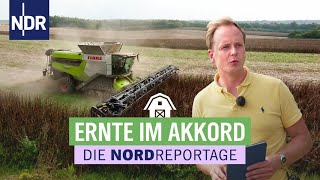 36 Stunden Zeit für die Ernte alles kommt aufs Team an  Die Nordreportage  NDR [upl. by Napoleon]