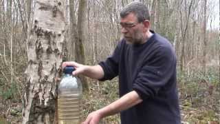 how to tap a birch tree using turned oak heartwood tap [upl. by Dadelos]