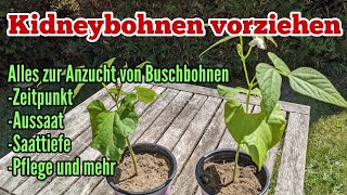 Kidneybohnen anbauen Aussäen und Vorziehen von Buschbohnen Anzucht [upl. by Nawiat397]