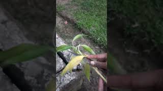 Grooming the indoor Dracaena sanderiana  Lucky Bamboo papuanewguinea houseplants plantslover [upl. by Sandie926]